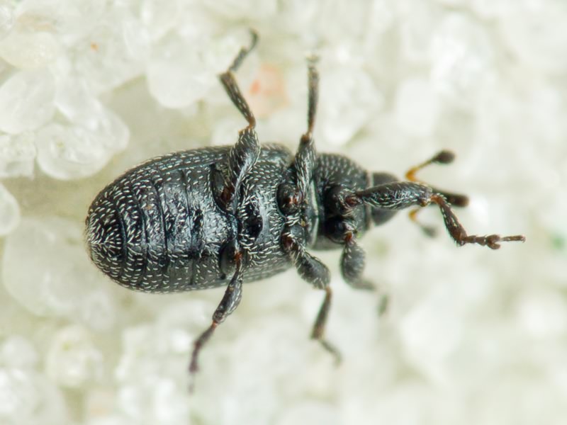 Gymnetron melanarium Germar, 1821